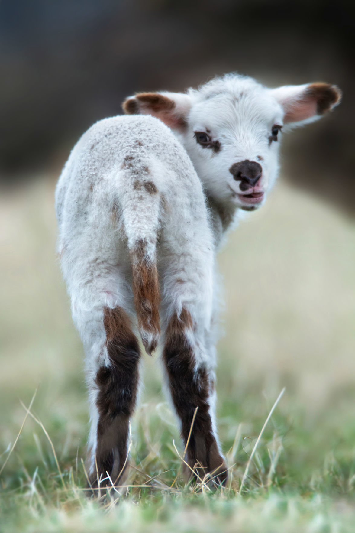New calf